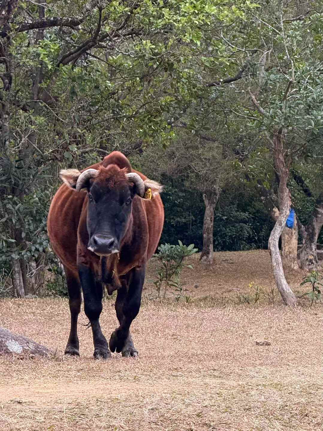 cow